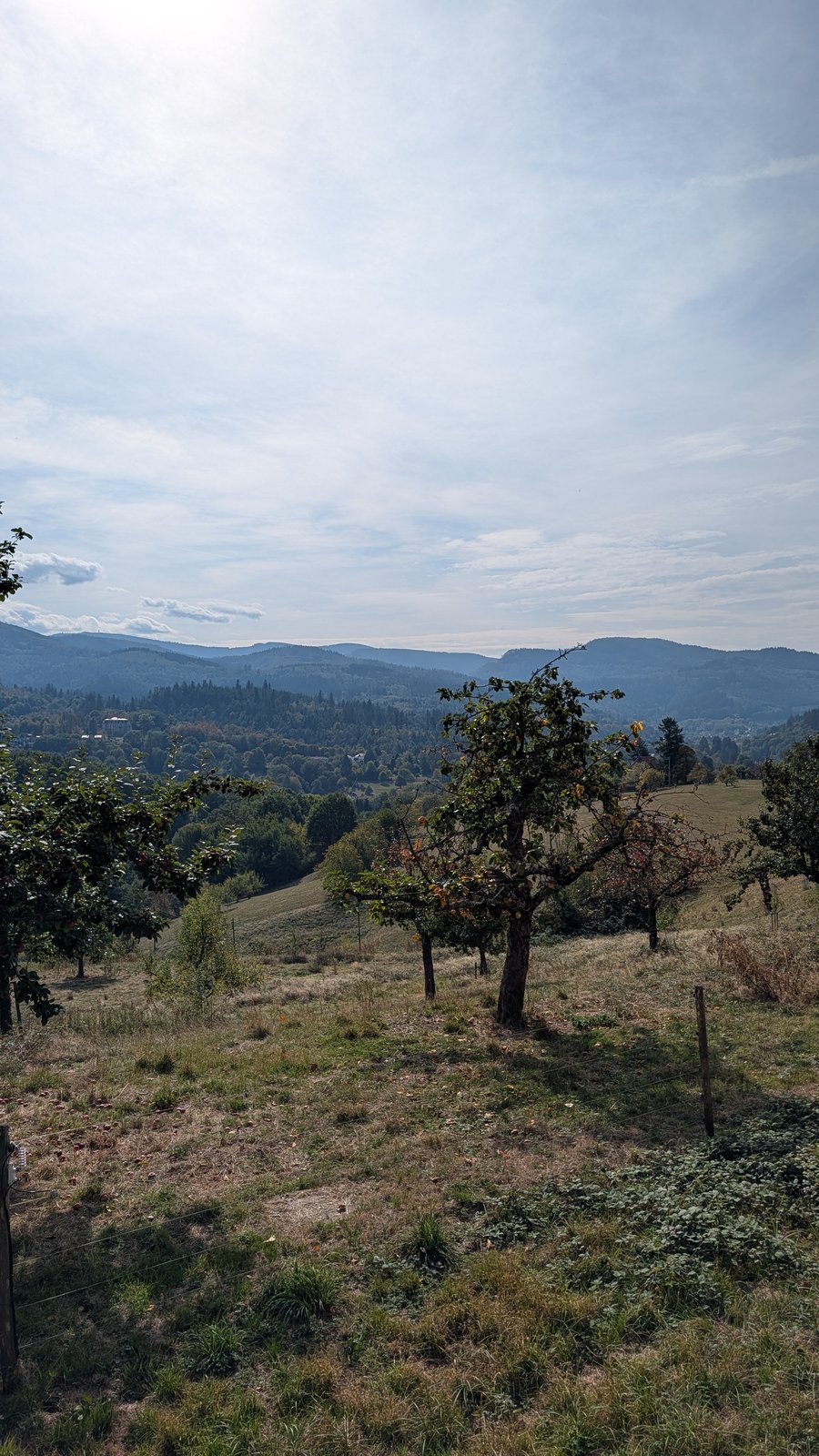 Wiese mit einem kleinen Apfelbaum und trockenem Gras im Vordergrund, bewaldete Hügel in der Ferne unter blassem Himmel