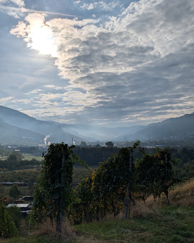 Weinstöcke an einem Hang am frühen Morgen, die tiefstehende Sonne hinter Wolken und ein dunstiges Tal mit bewaldeten Hügeln in der Ferne